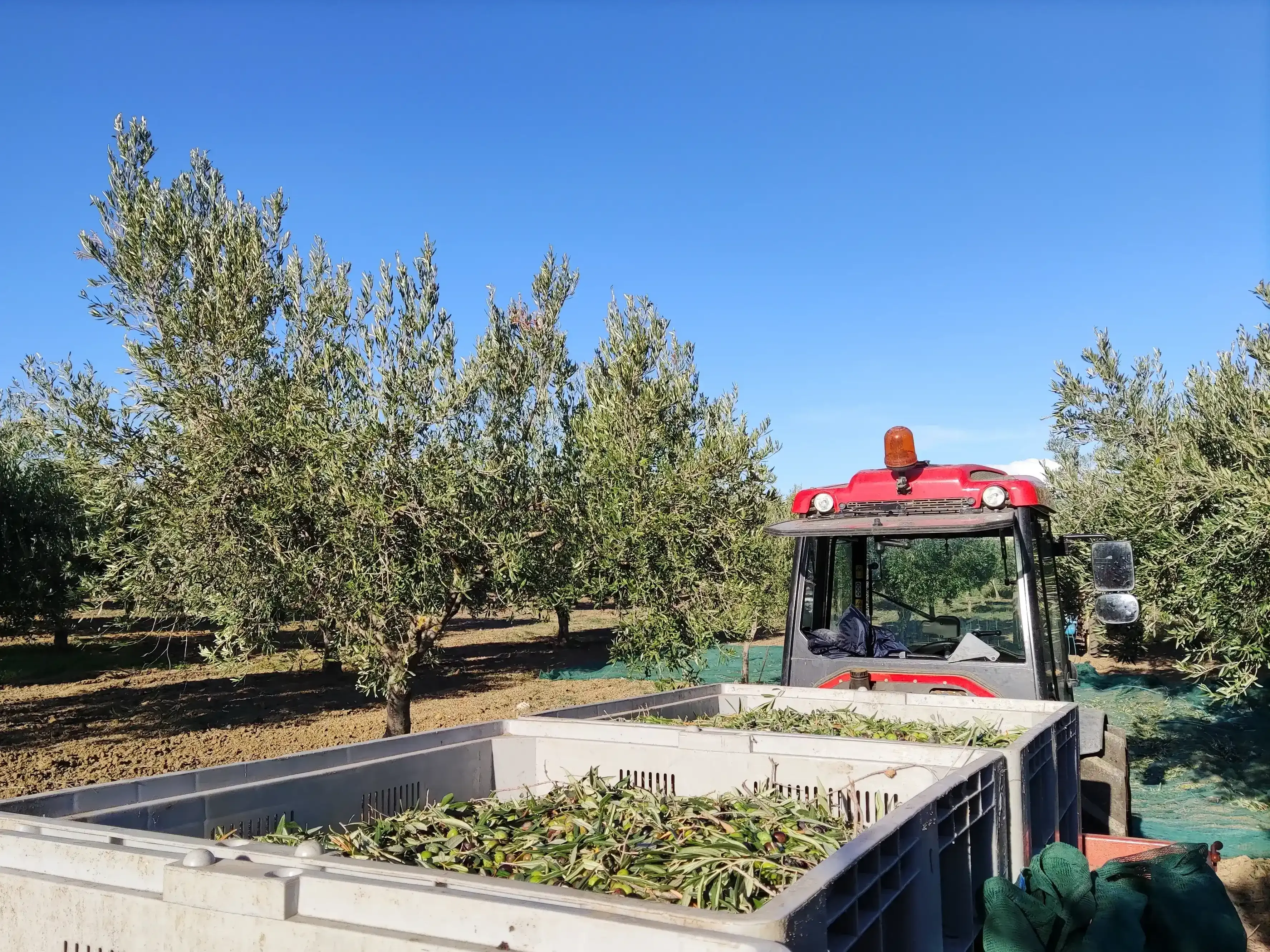 Visit Agri Amigdala Degustazione di prodotti tipici siciliani in azienda agricola a Dattilo