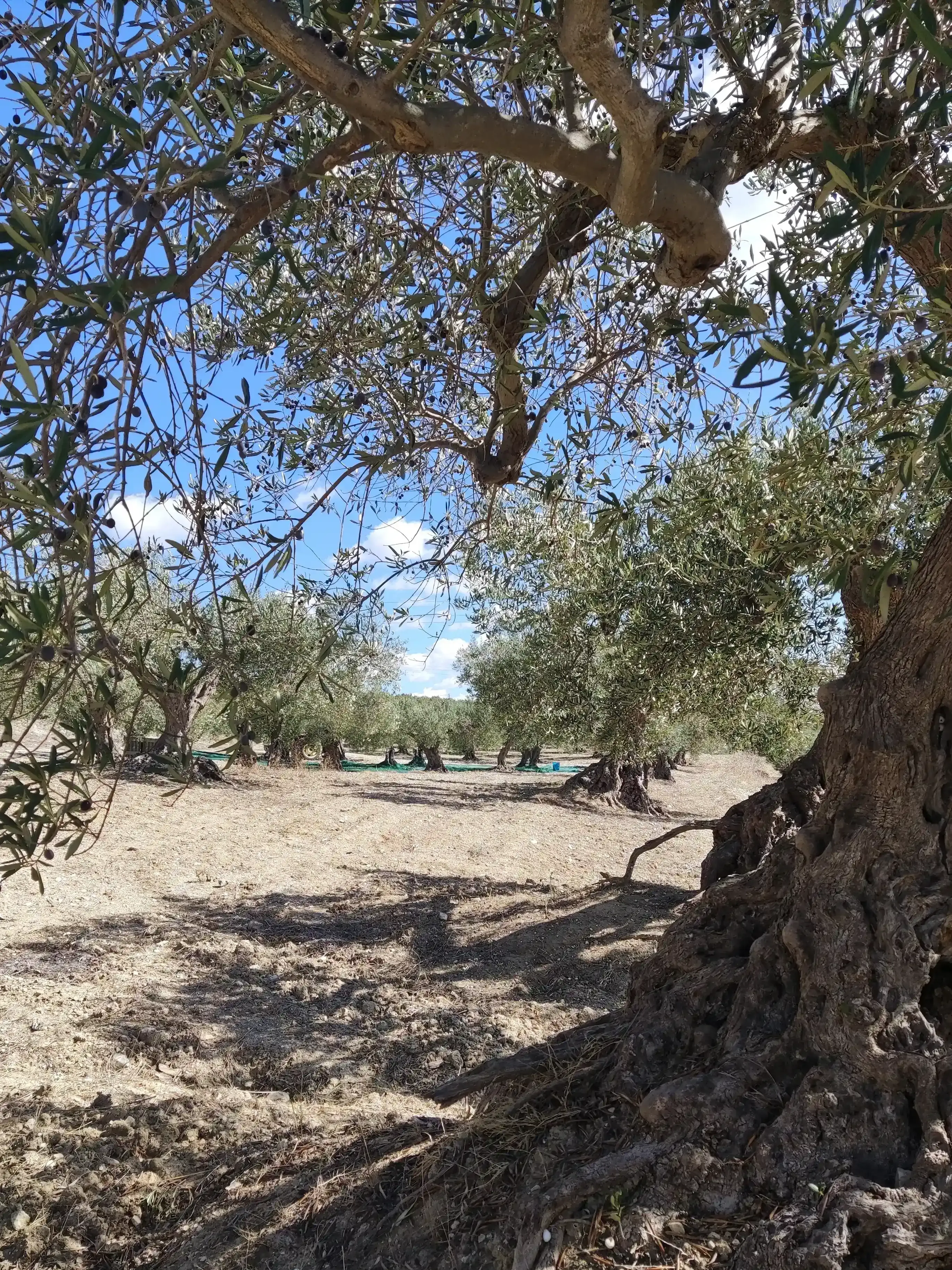 Visit Agri Amigdala Degustazione di prodotti tipici siciliani in azienda agricola a Dattilo
