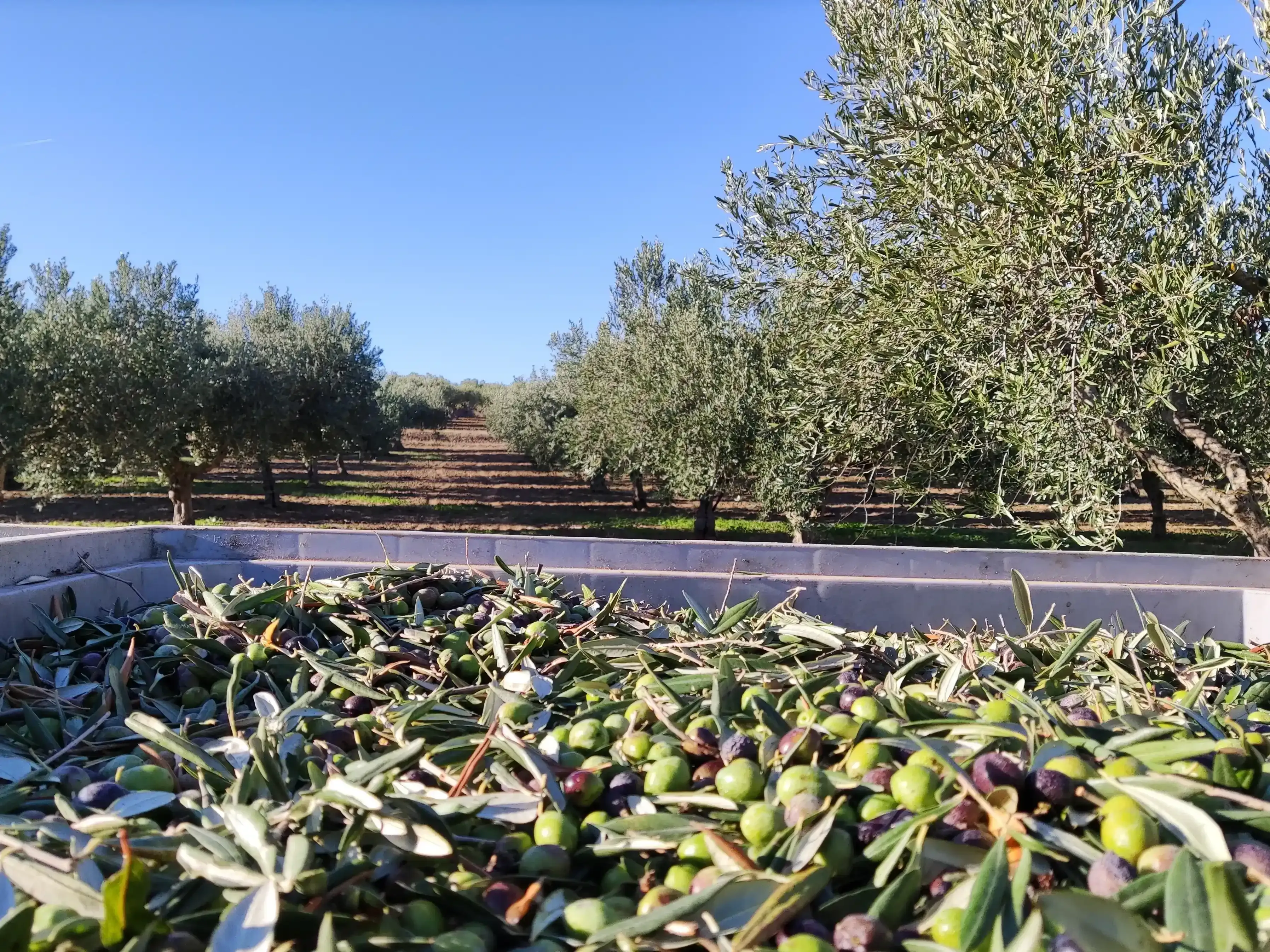 Visit Agri Amigdala Degustazione di prodotti tipici siciliani in azienda agricola a Dattilo