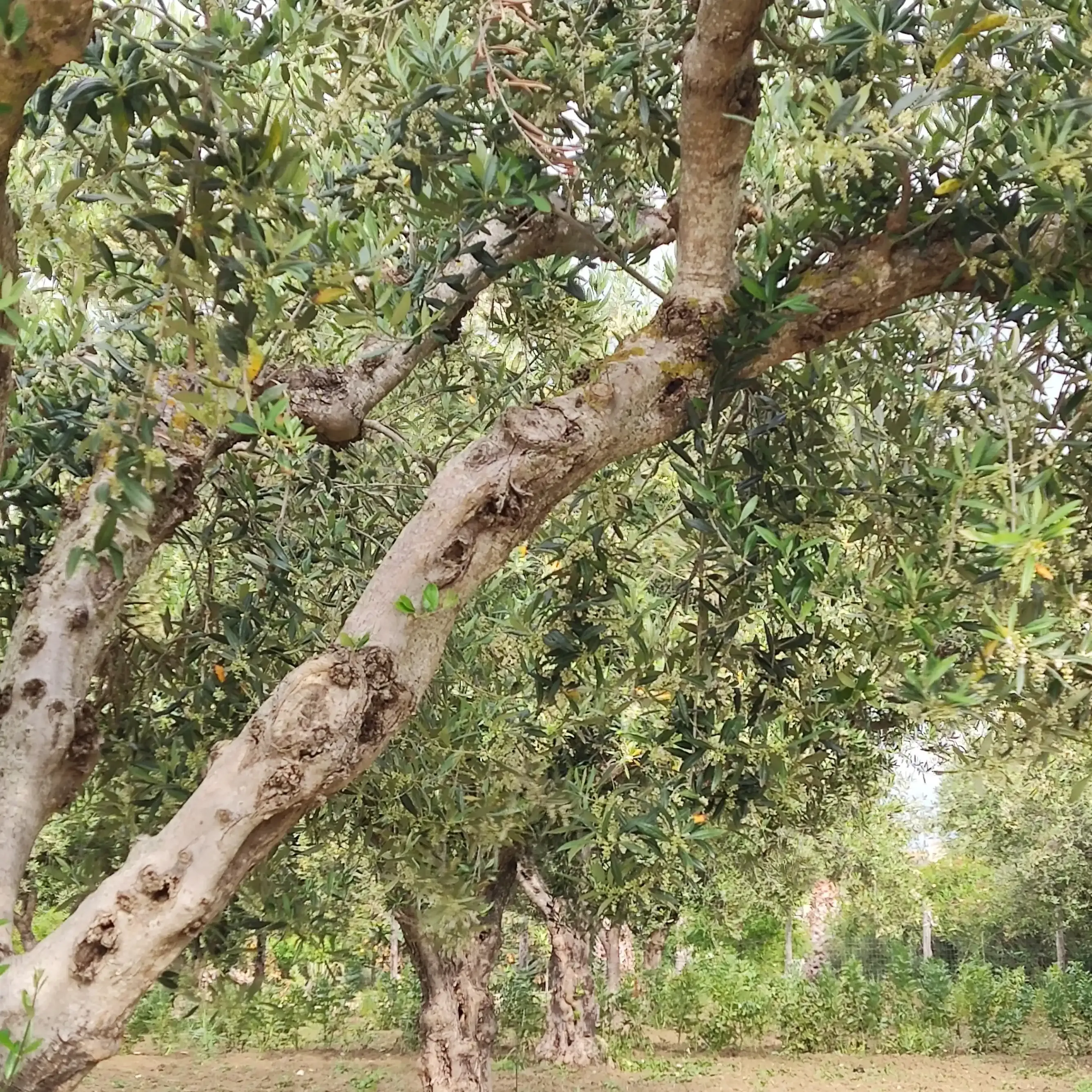 Visit Agri Amigdala Degustazione di prodotti tipici siciliani in azienda agricola a Dattilo