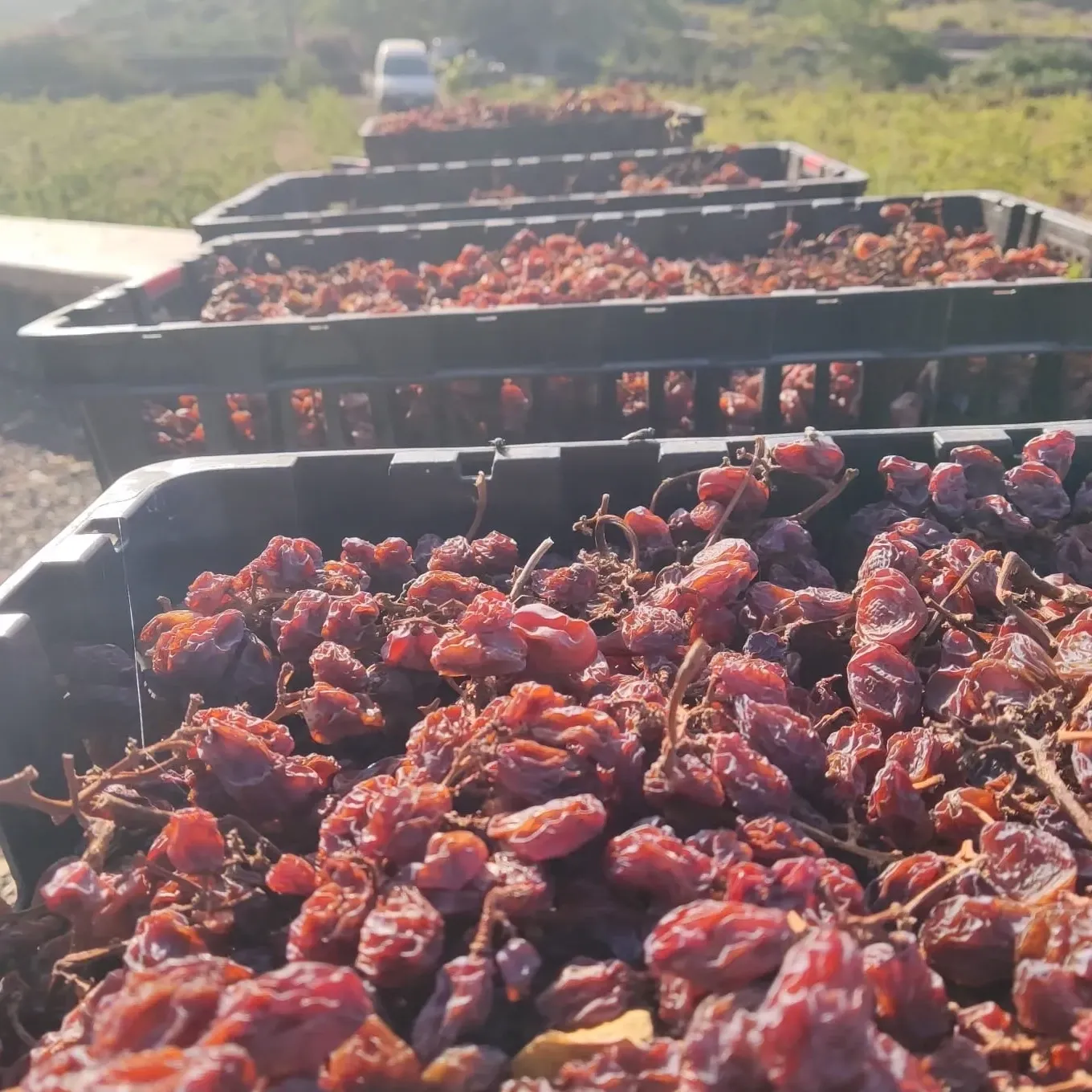 Visit Agri Amigdala Degustazione di prodotti tipici siciliani in azienda agricola a Dattilo